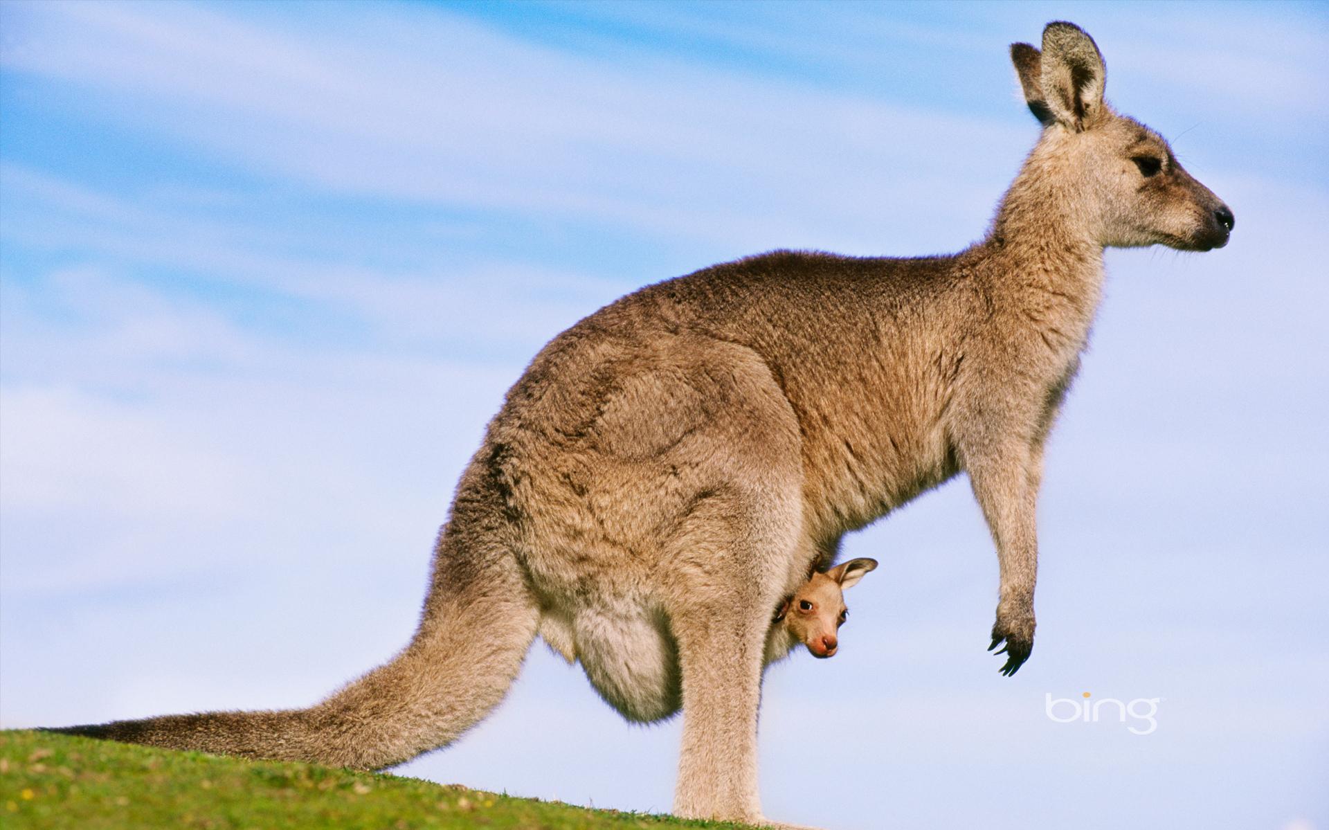 Free download Australia images Kangaroo HD wallpaper and
