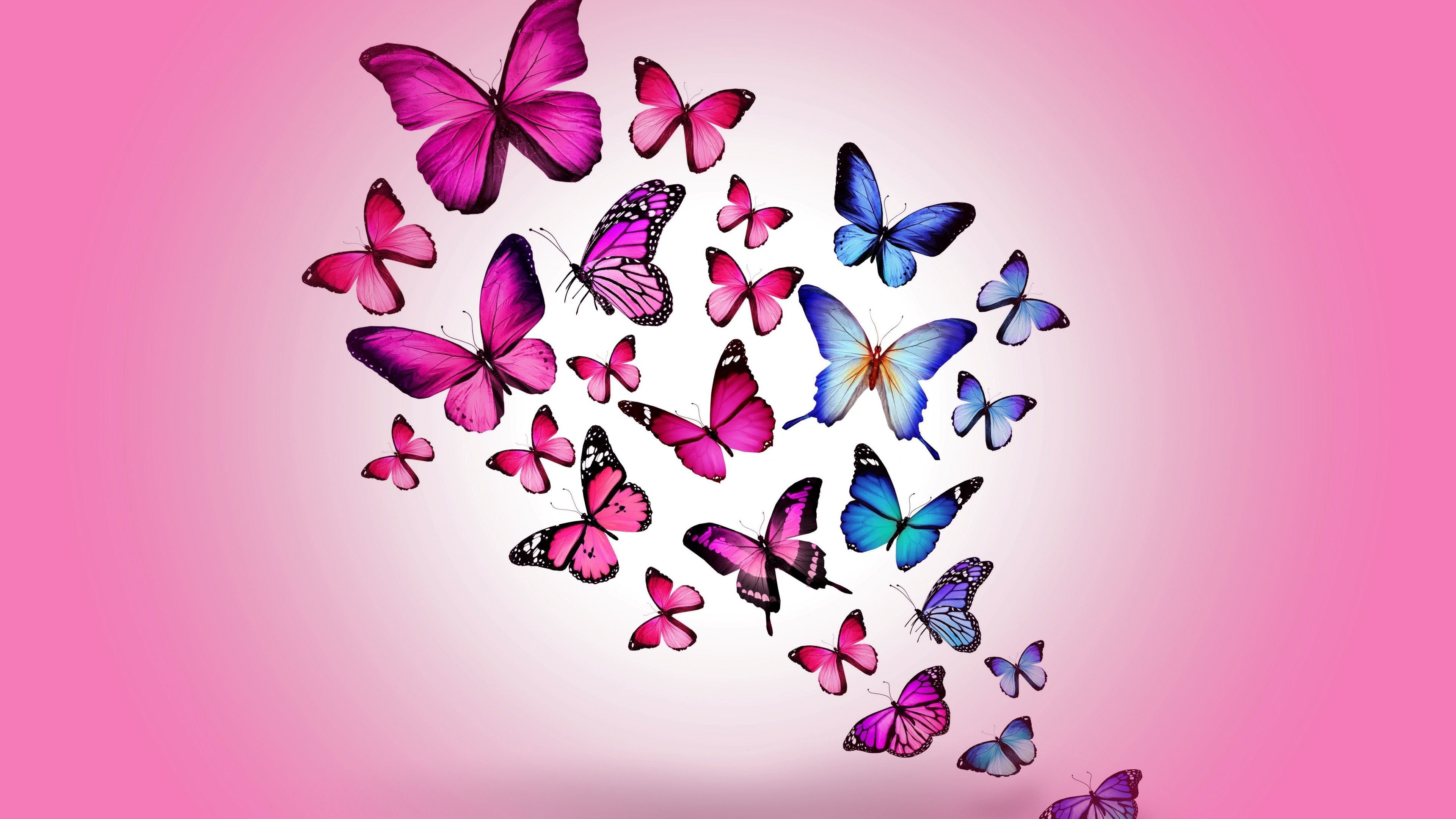 Pink Butterfly Wallpaper Desktop Image