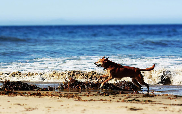 HD Dog Wallpaper With A Running On The Beach Dogs Background