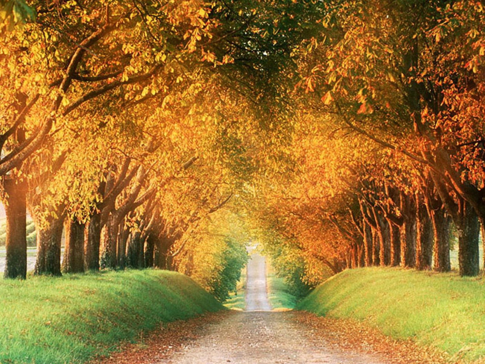 Autumn Road Wallpaper