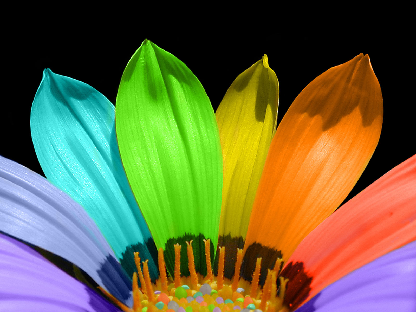Rainbow Flower Wallpaper