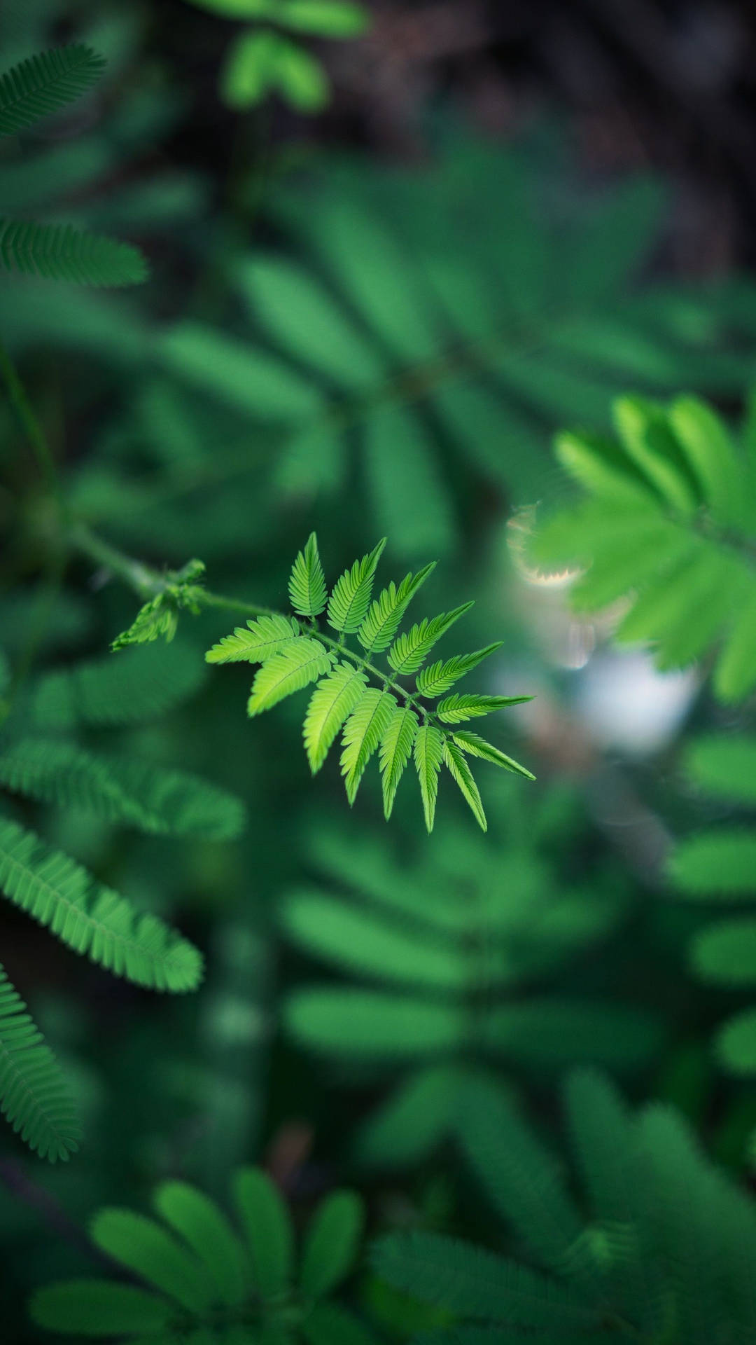 Leaves iPhone Wallpaper
