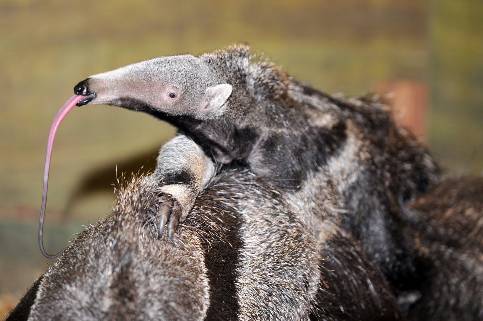Anteater Wallpaper