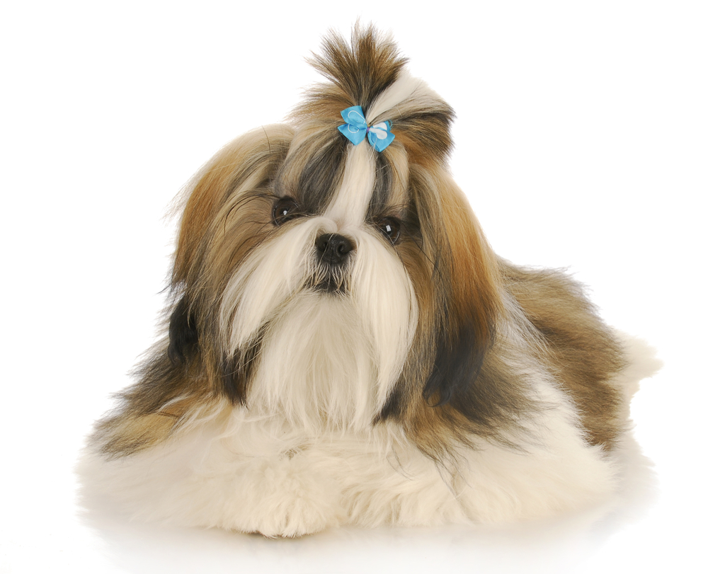 Shih Tzu Information And Pictures Petguide