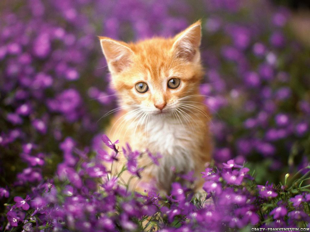 HD Cat Wallpaper Cute Baby