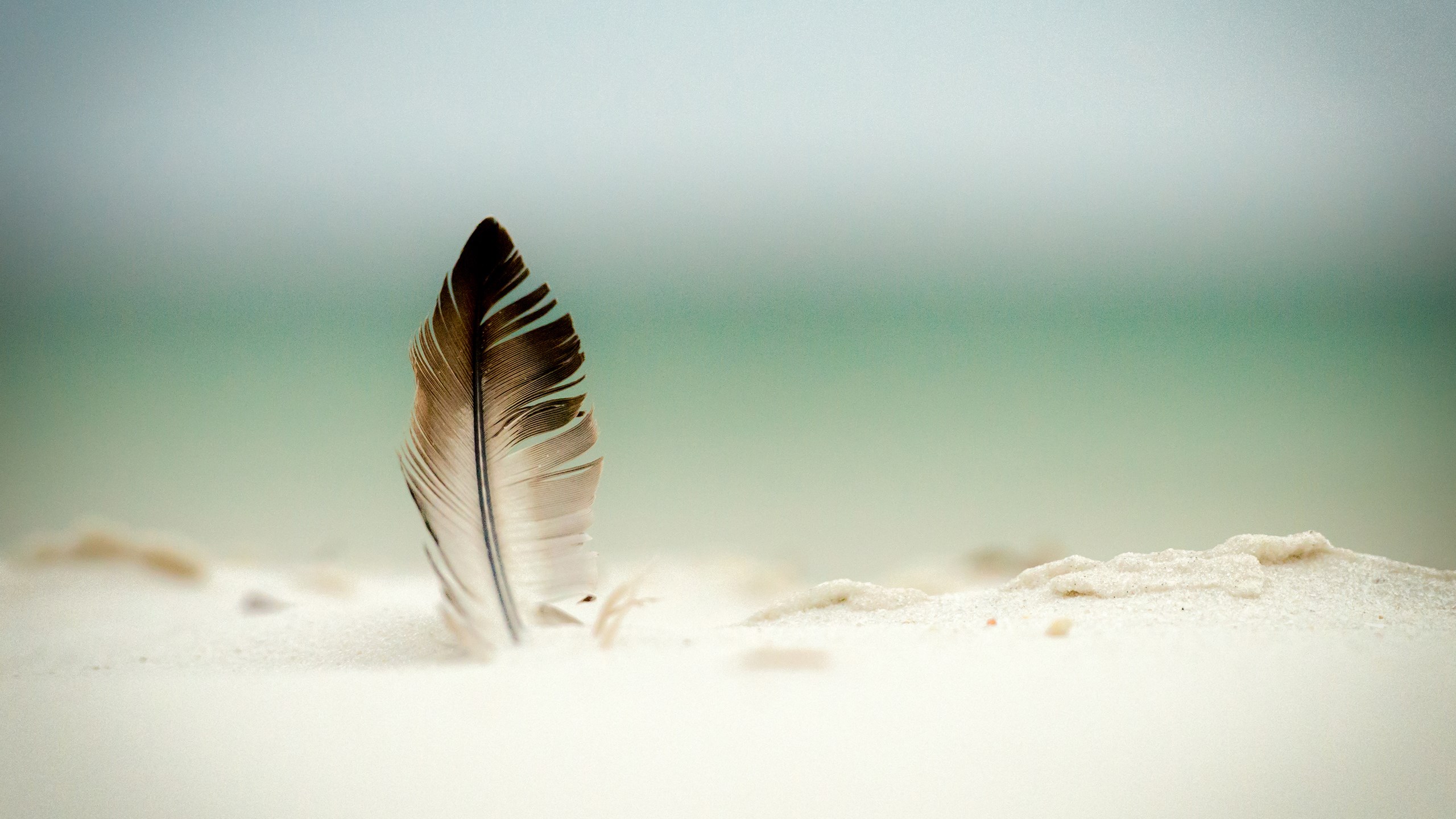Feather Wallpaper Background Umad
