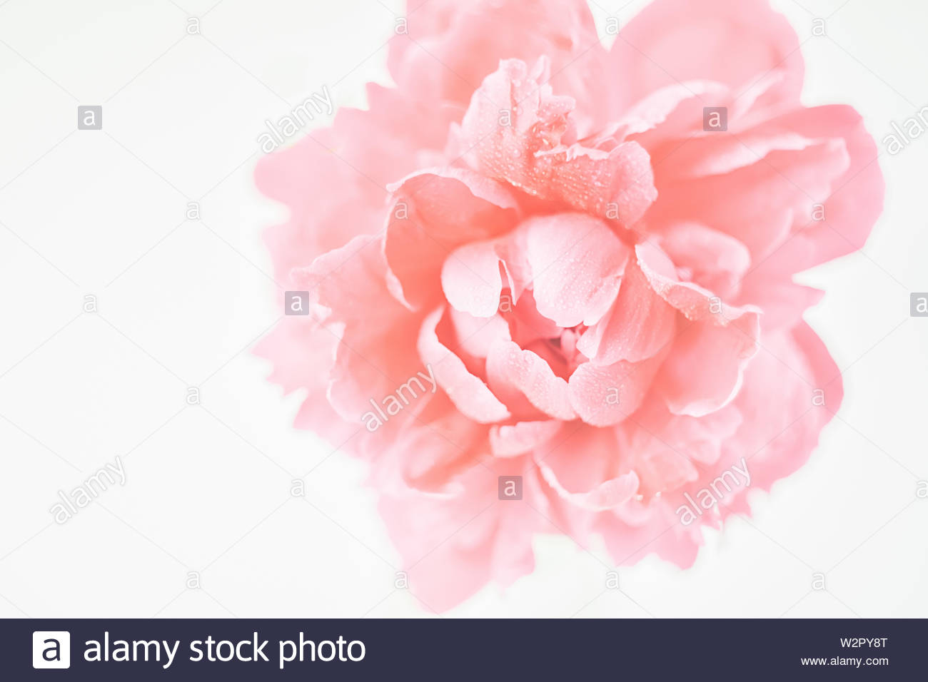 Peony Of Corral Color Close Up On A White Background Fresh