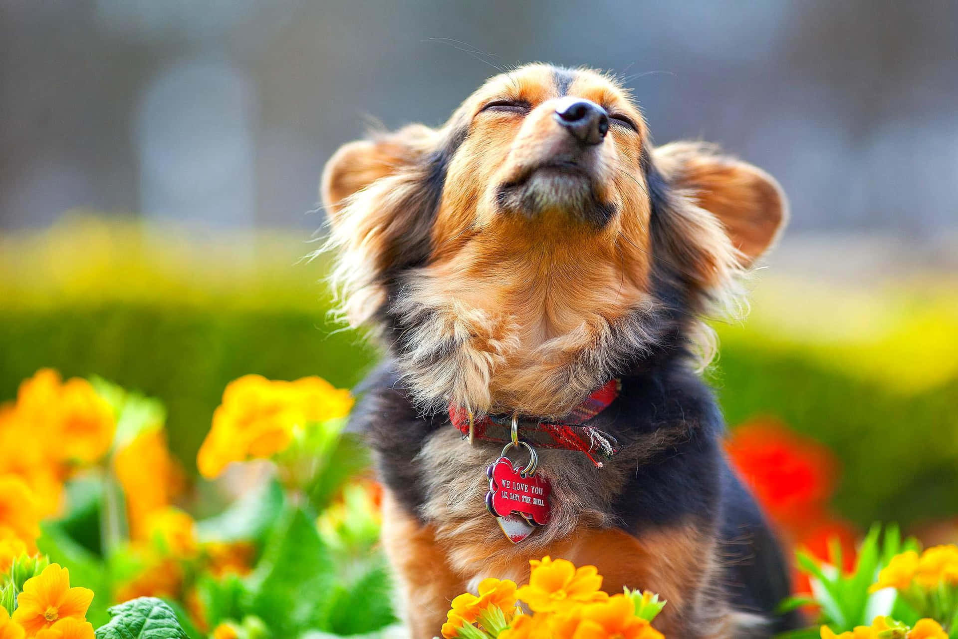 Dog Aesthetic Wallpaper