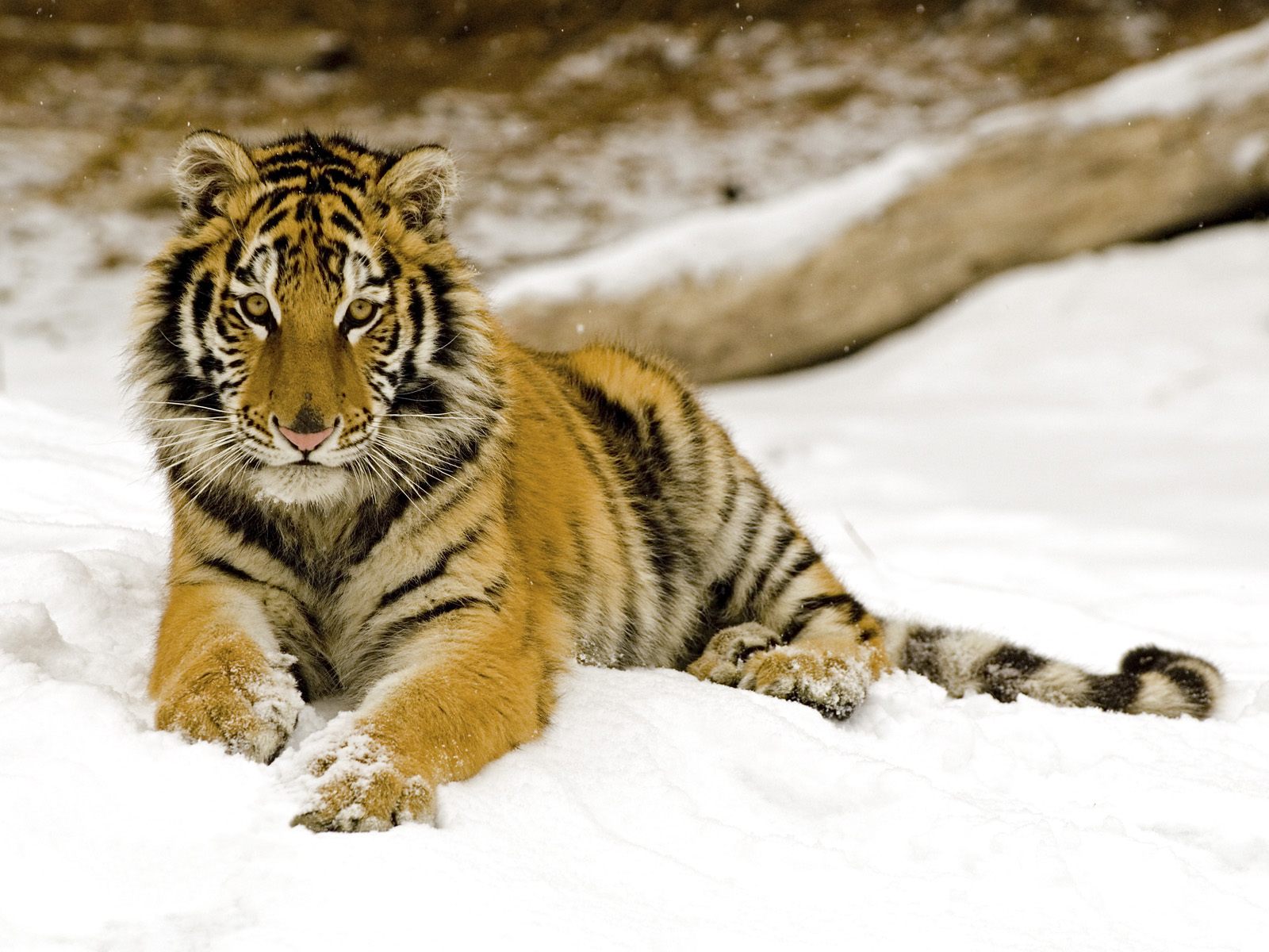 Best HD Wallpaper Tiger Bengal