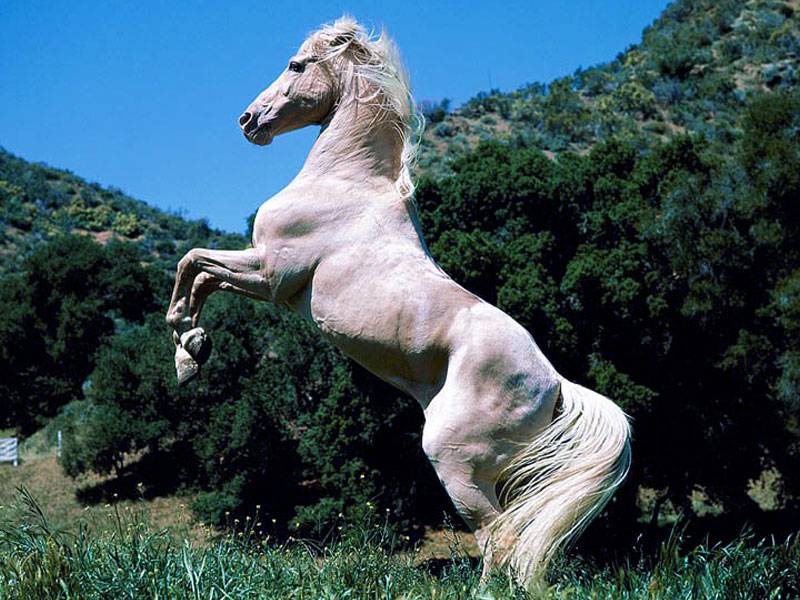 Wallpaper White Horse