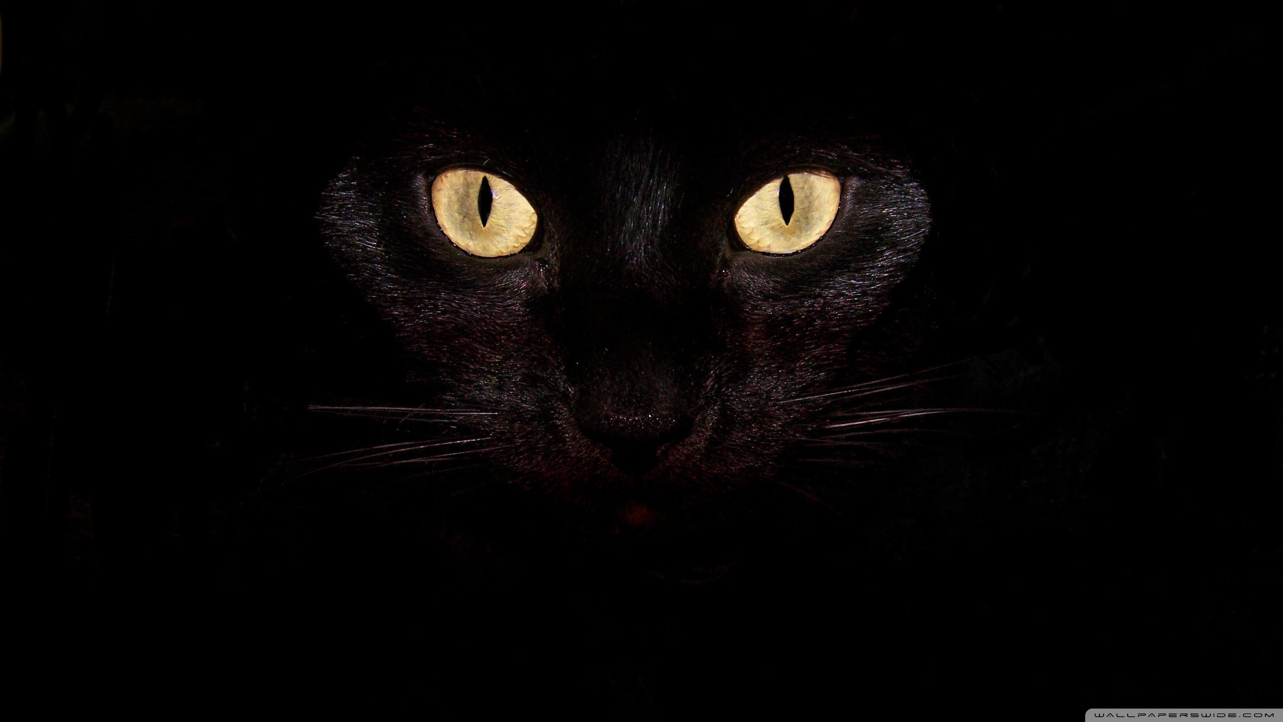 Black Cat Eyes 4k HD Desktop Wallpaper For Ultra Tv