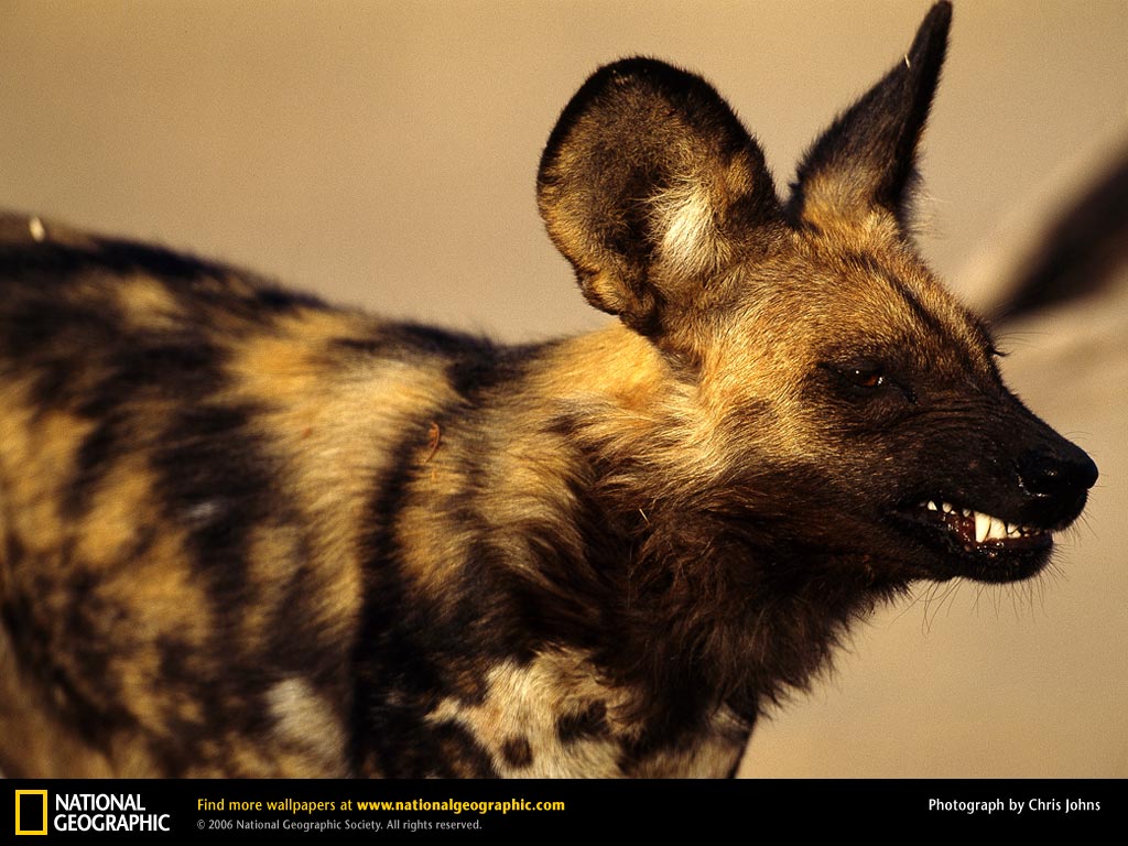 African Wild Dog Picture Desktop