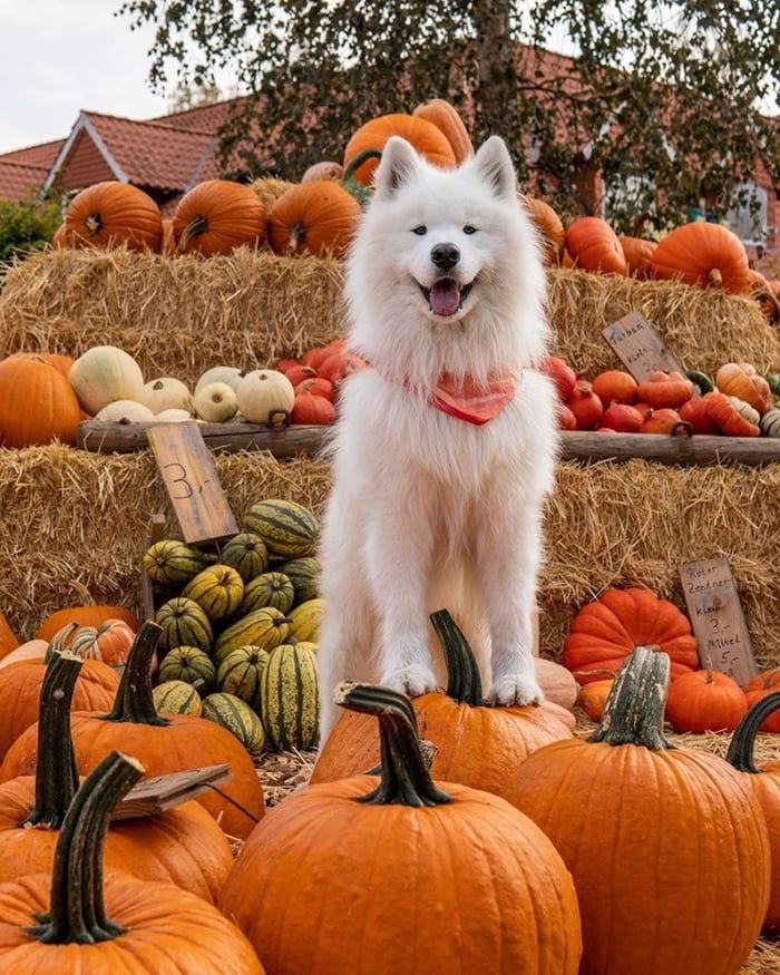 The Pumpkin Prince Samoyed Dogs Cute And Puppies Baby