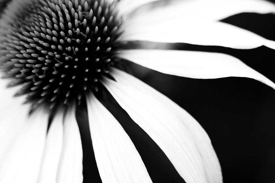 Black And White Flower Pictures To Print Maco