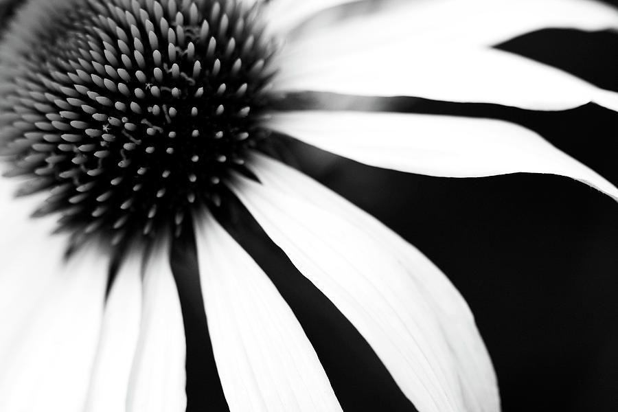 free-download-black-and-white-flower-pictures-to-print-black-and-white-flower-maco-900x600-for