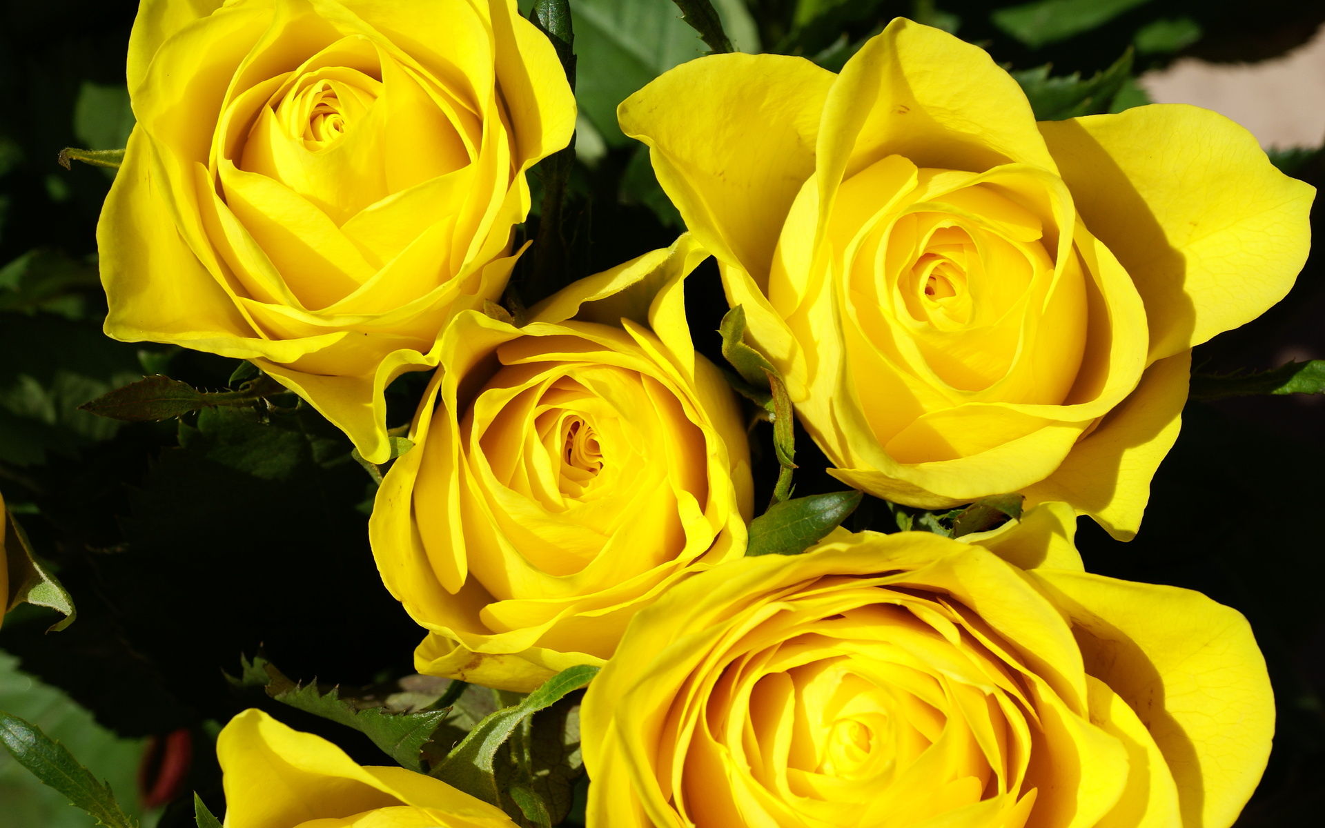 Yellow Roses Background Nature Wallpaper Keyword Photo Ideal