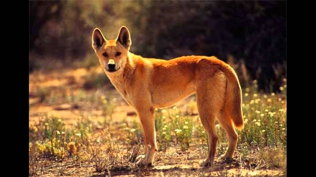 Dingo Image Wallmaya