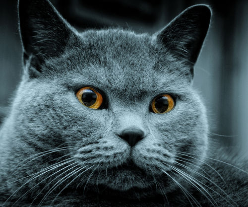 Serious British Cat Wallpaper For Samsung Epic