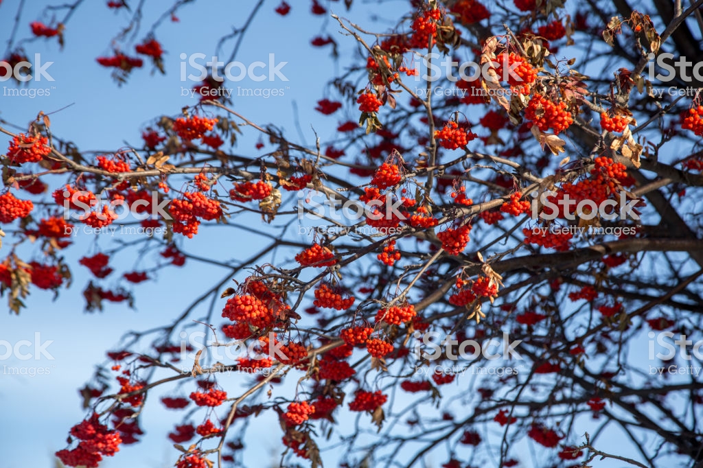 Fruitful Rowan Tree Branches With Sky Background Stock Photo