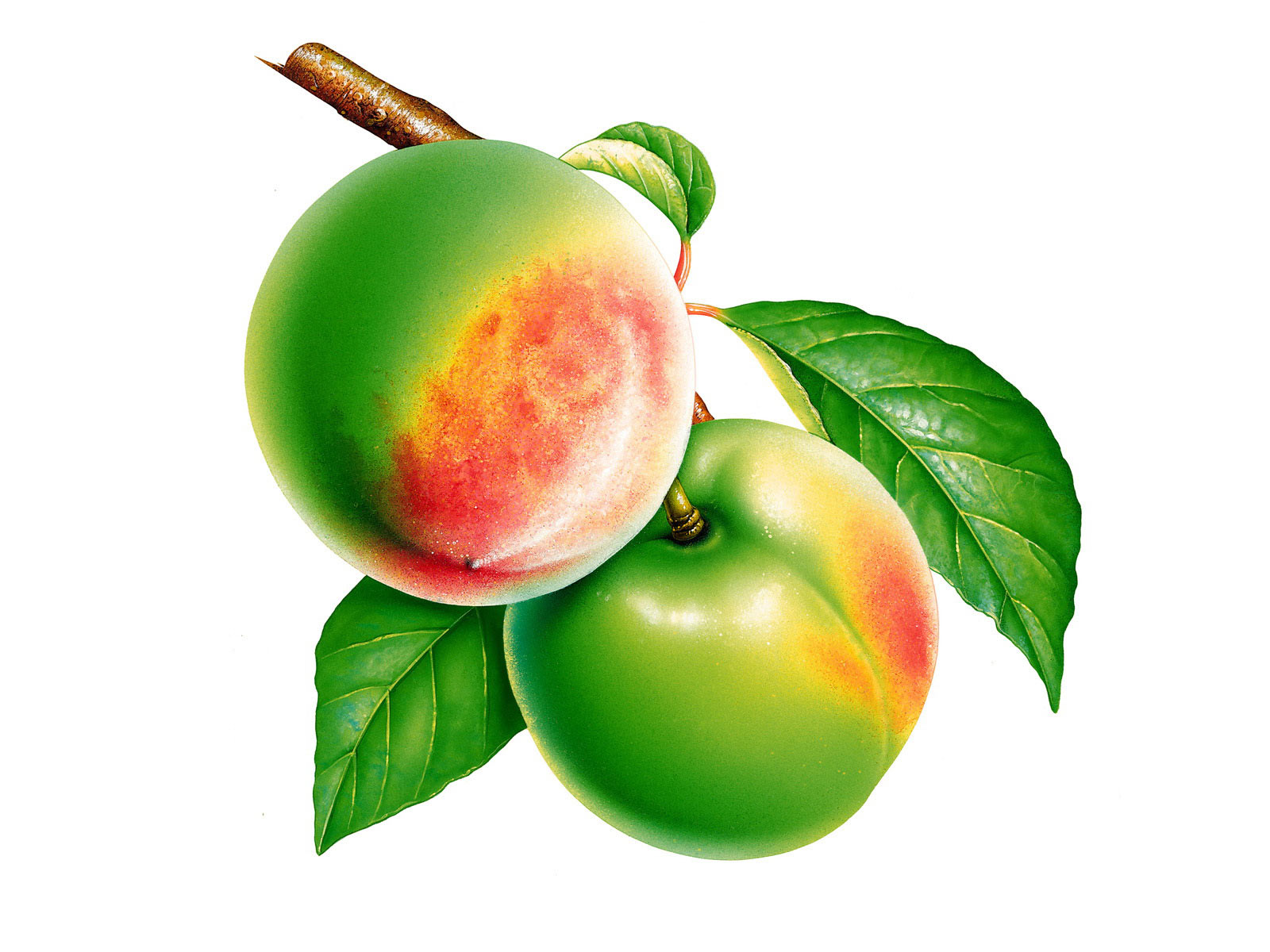Peaches Clipart Desktop Wallpaper S Background