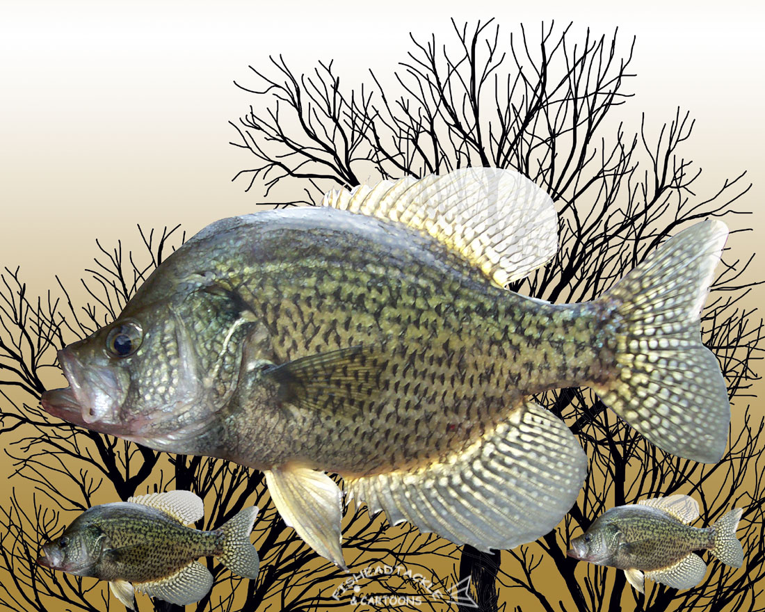 The Sportsman Channel  Crappies and most other fish transition toward  and eventually move into deeper basin water in the fall to minimize the  impacts of an everchanging shallow environment When crappies
