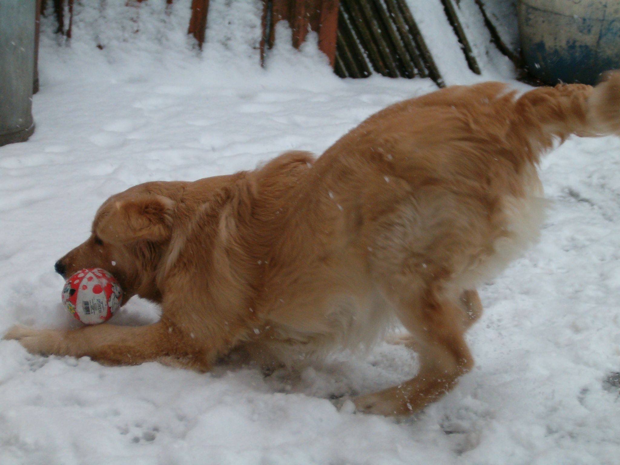 Billy Playing In The Snow With His Boll