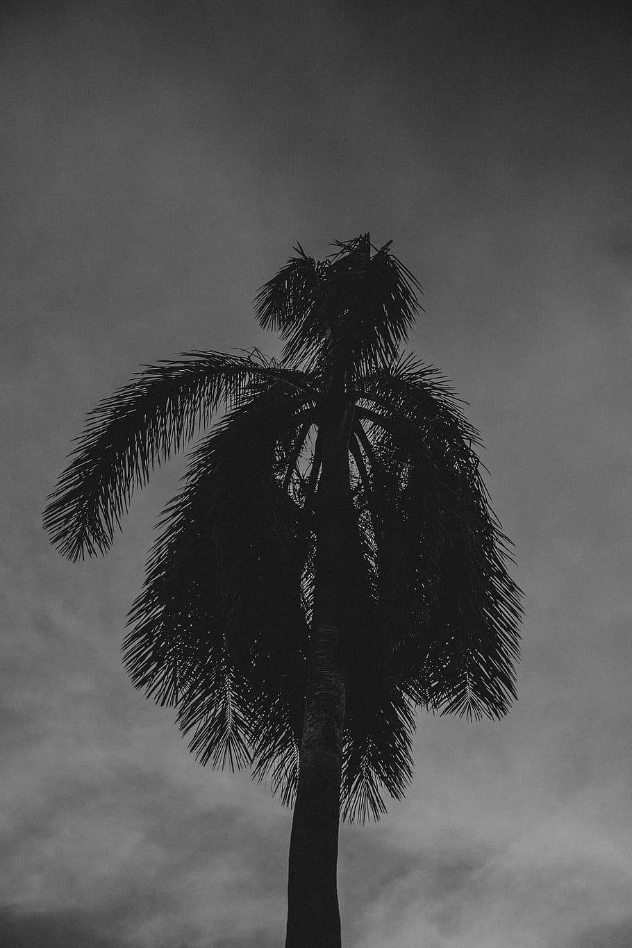 Coconut Tree Wallpaper