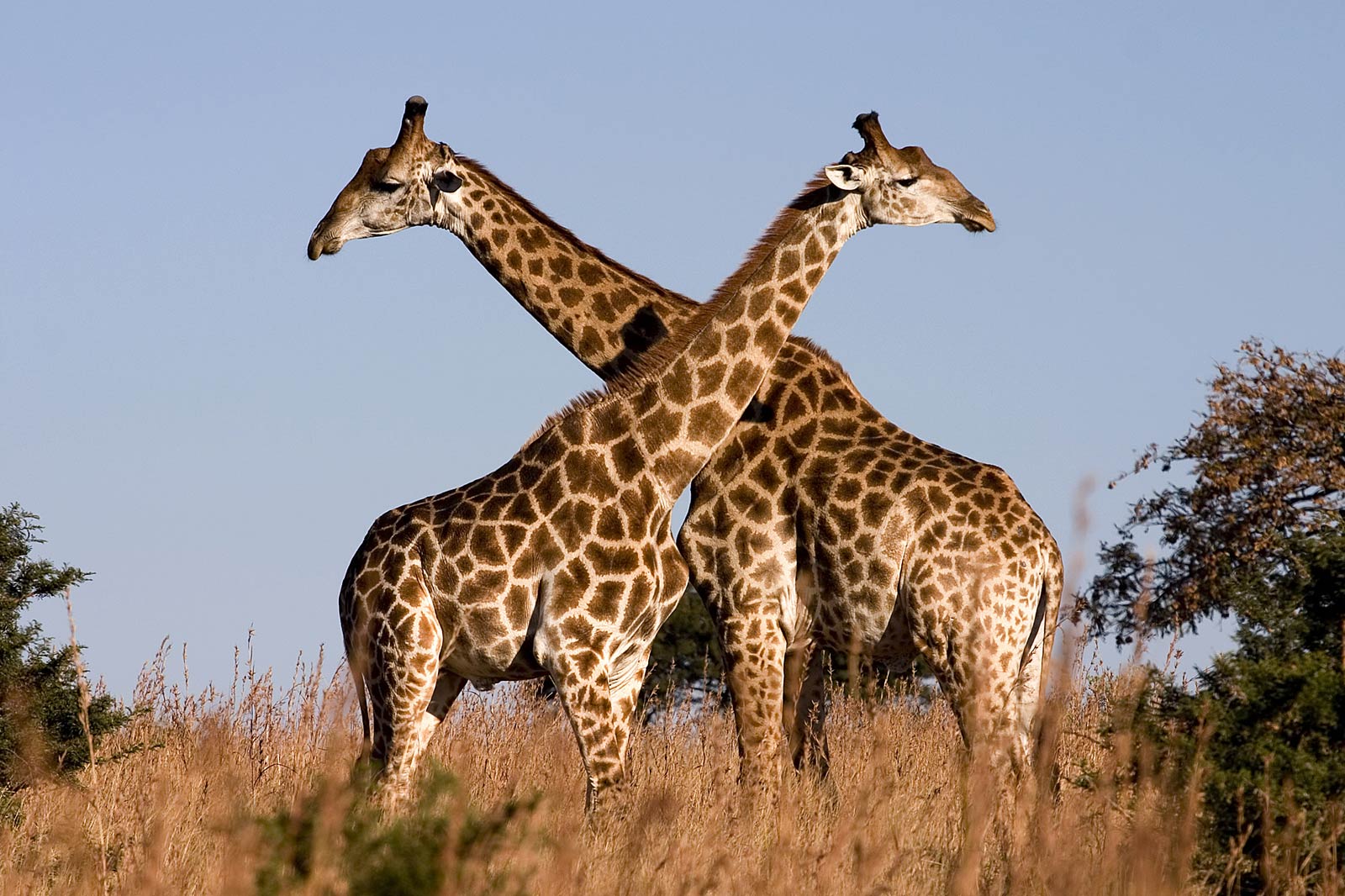 Giraffe Wallpaper And Background Image