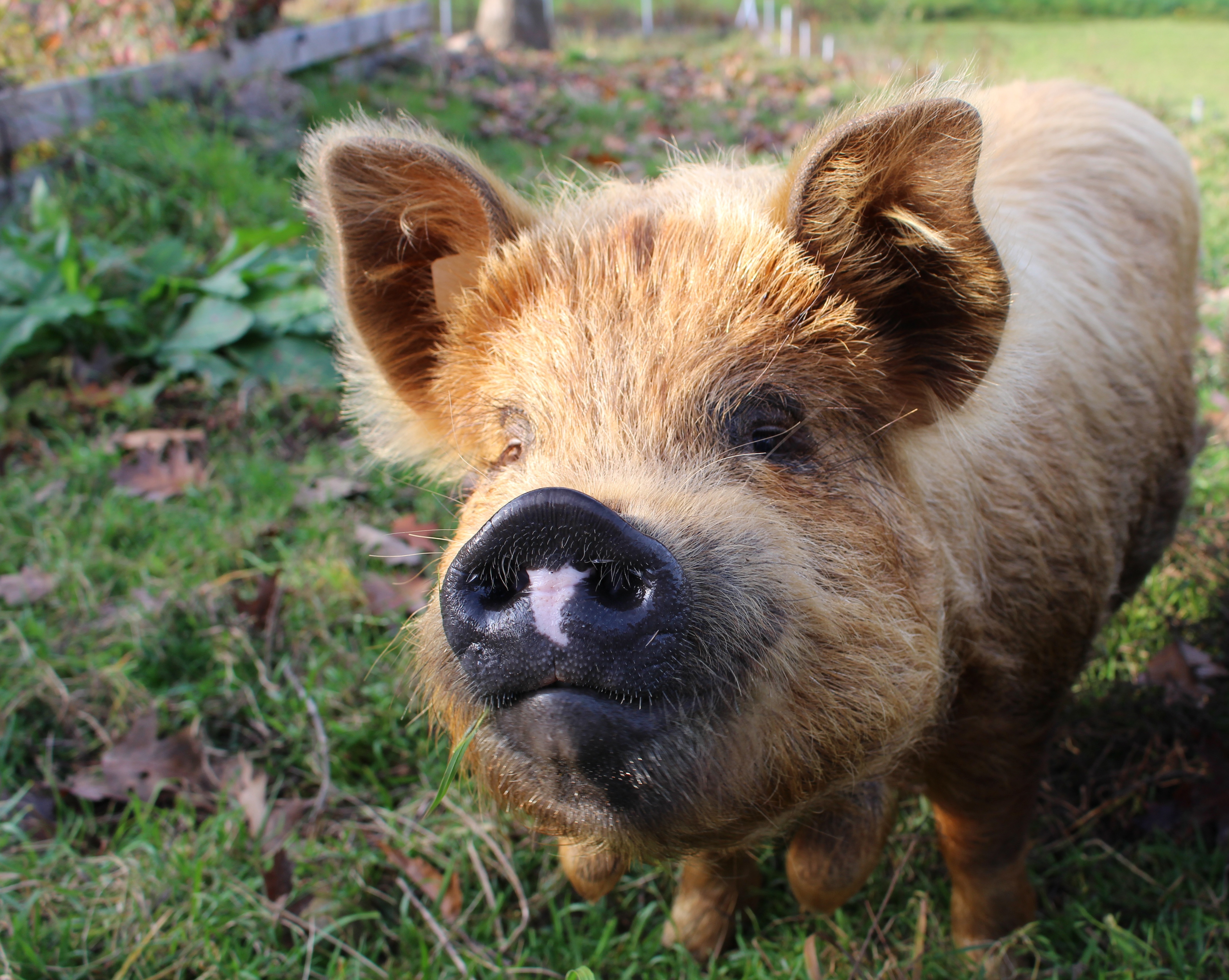 Top Wallpaper 4k Cute Pig Terkini