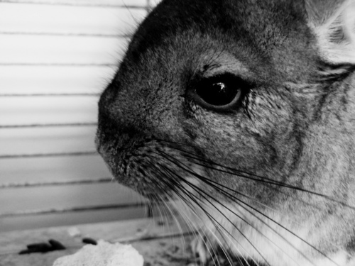 Chinchilla Image Cute Chins Wallpaper And Background