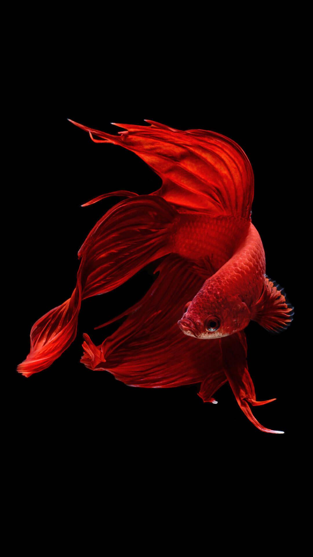 Fish Wallpaper
