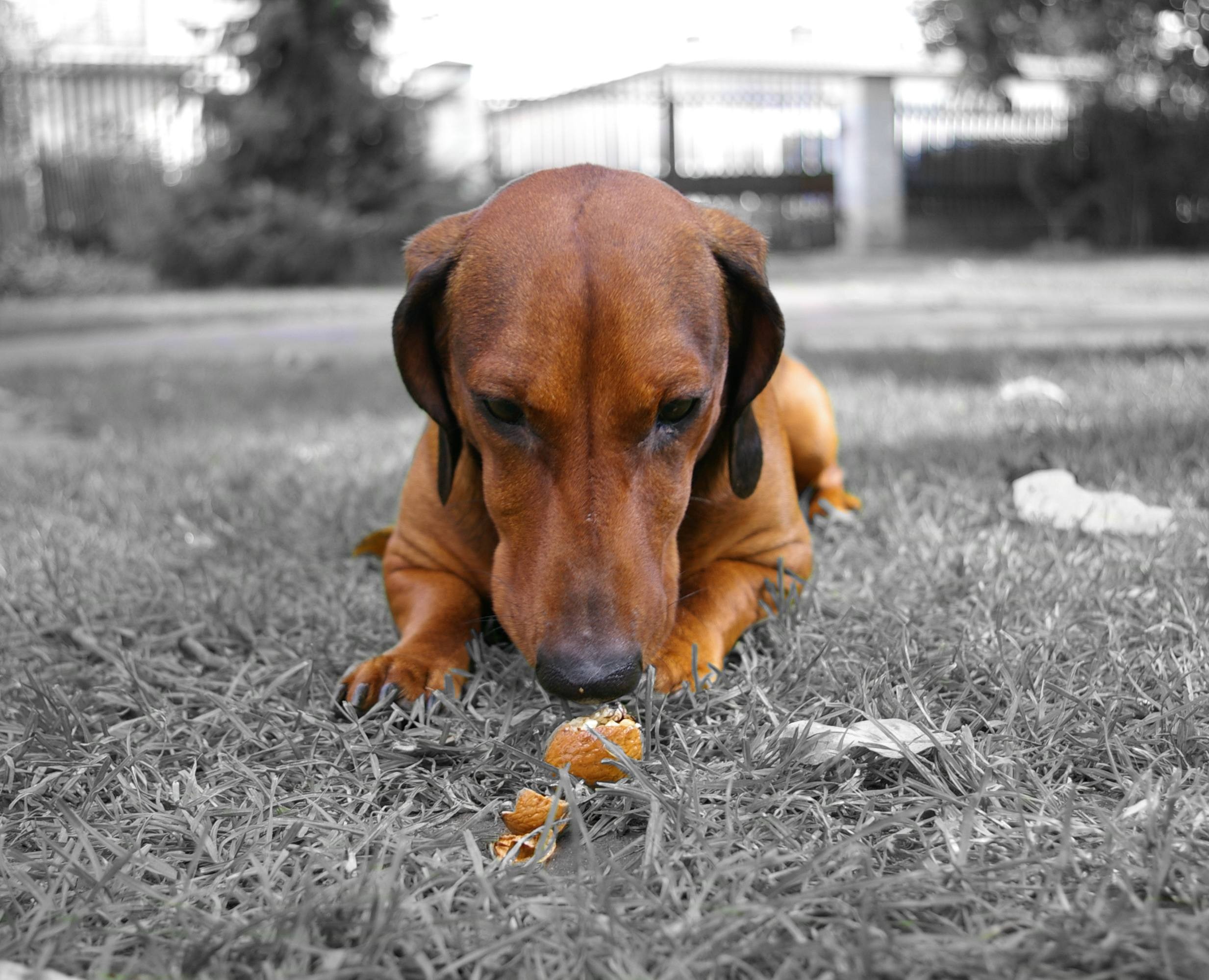 Coloring Jamnik Dachshund Pies Dog HD Wallpaper Of Nature Landscapes
