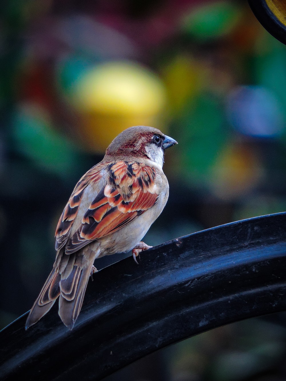 Sparrow Pictures Image