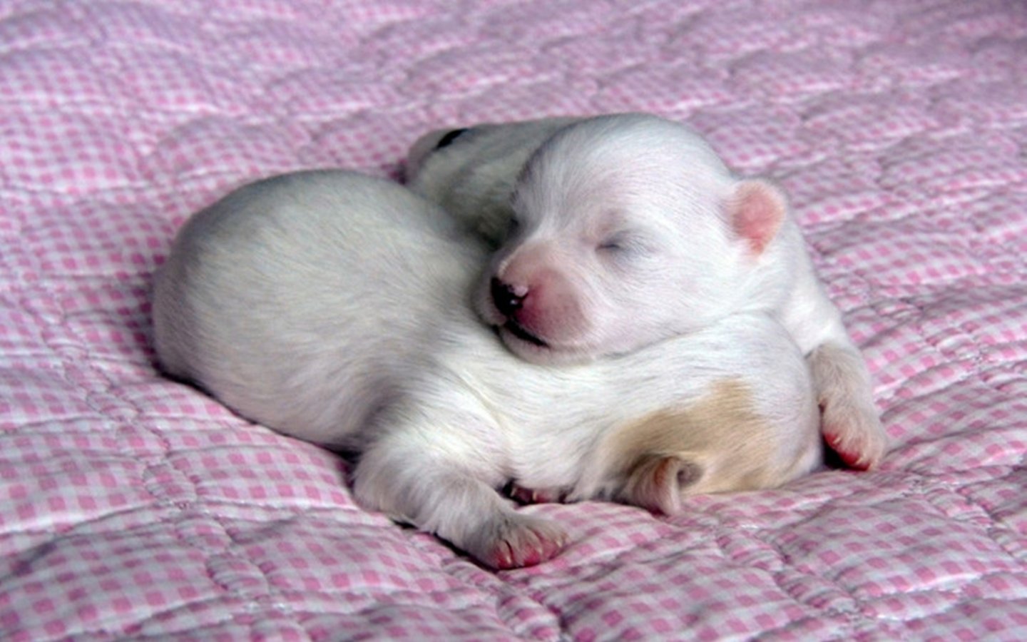 Pomeranian Puppies HD Wallpaper Animals