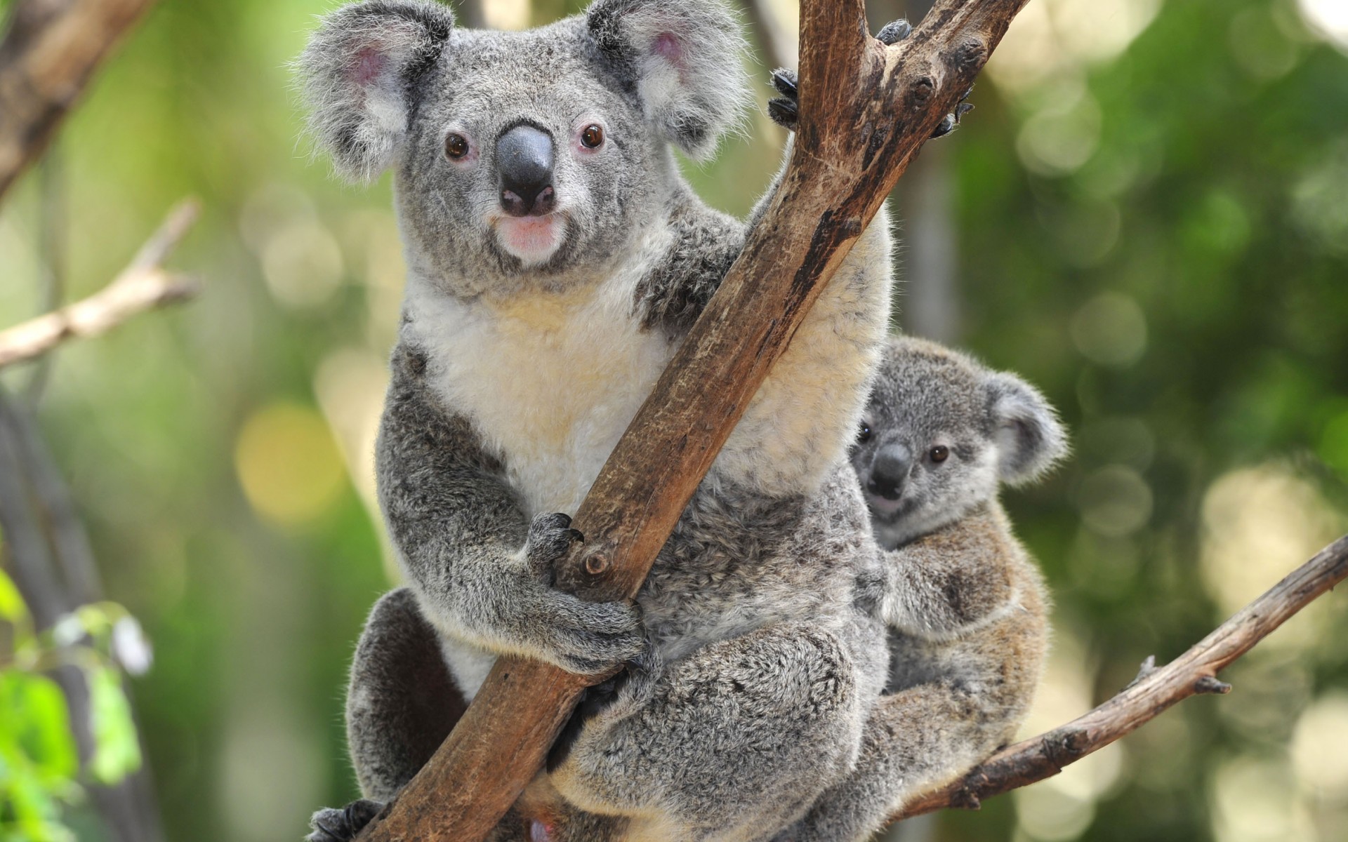 Koala Wallpaper Image