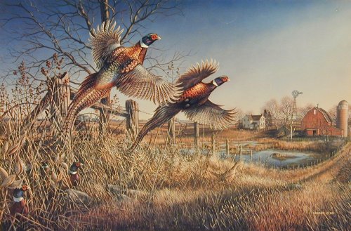 Pheasant Hunting Wallpaper Pheasants By James A Meger