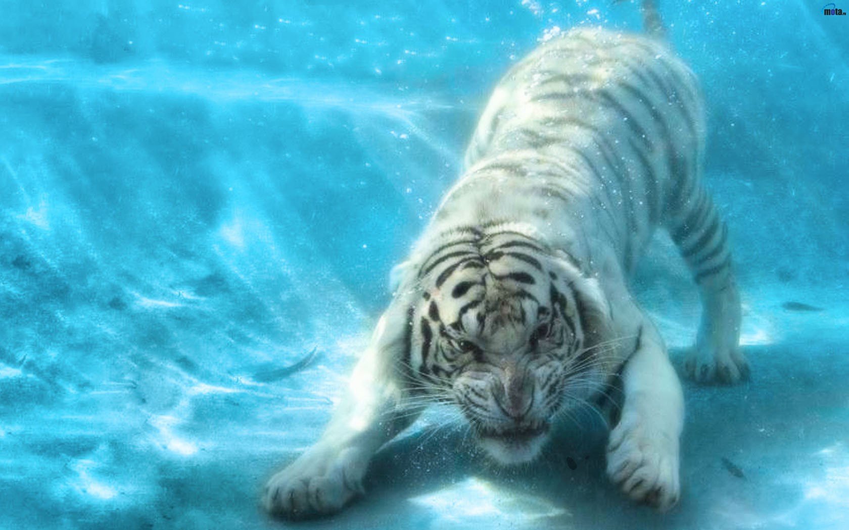 Animals Tigers Underwater Wallpaper