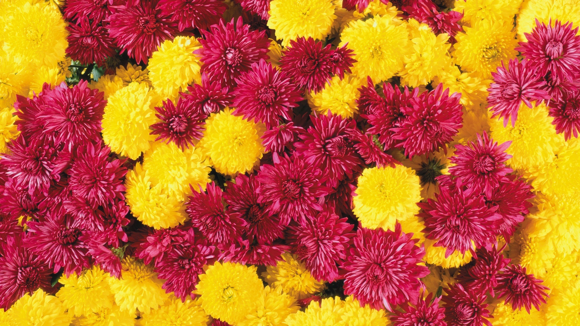 25 HD Flowers Wallpapers 1920x1080