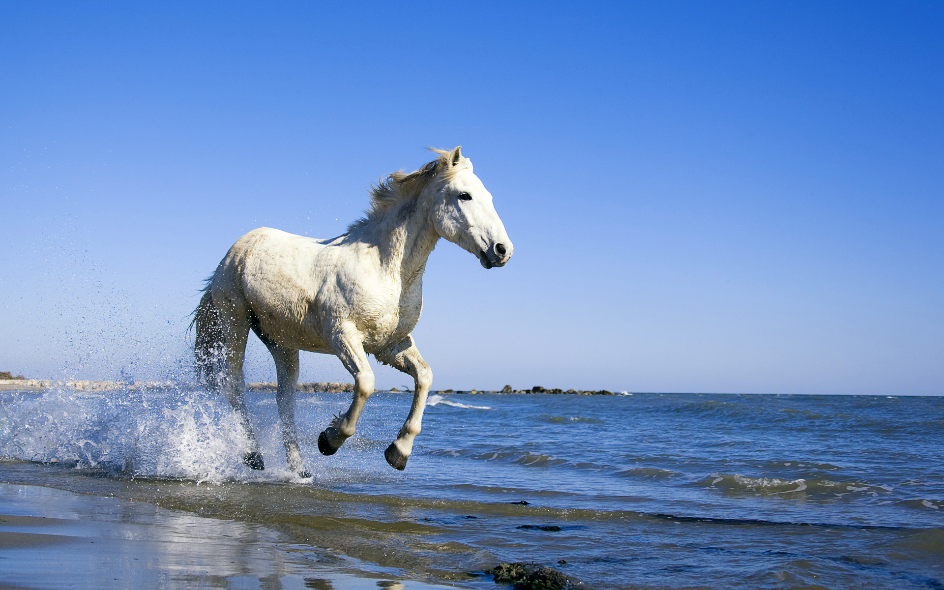 Camargue White Horse Wallpapers HD Wallpapers