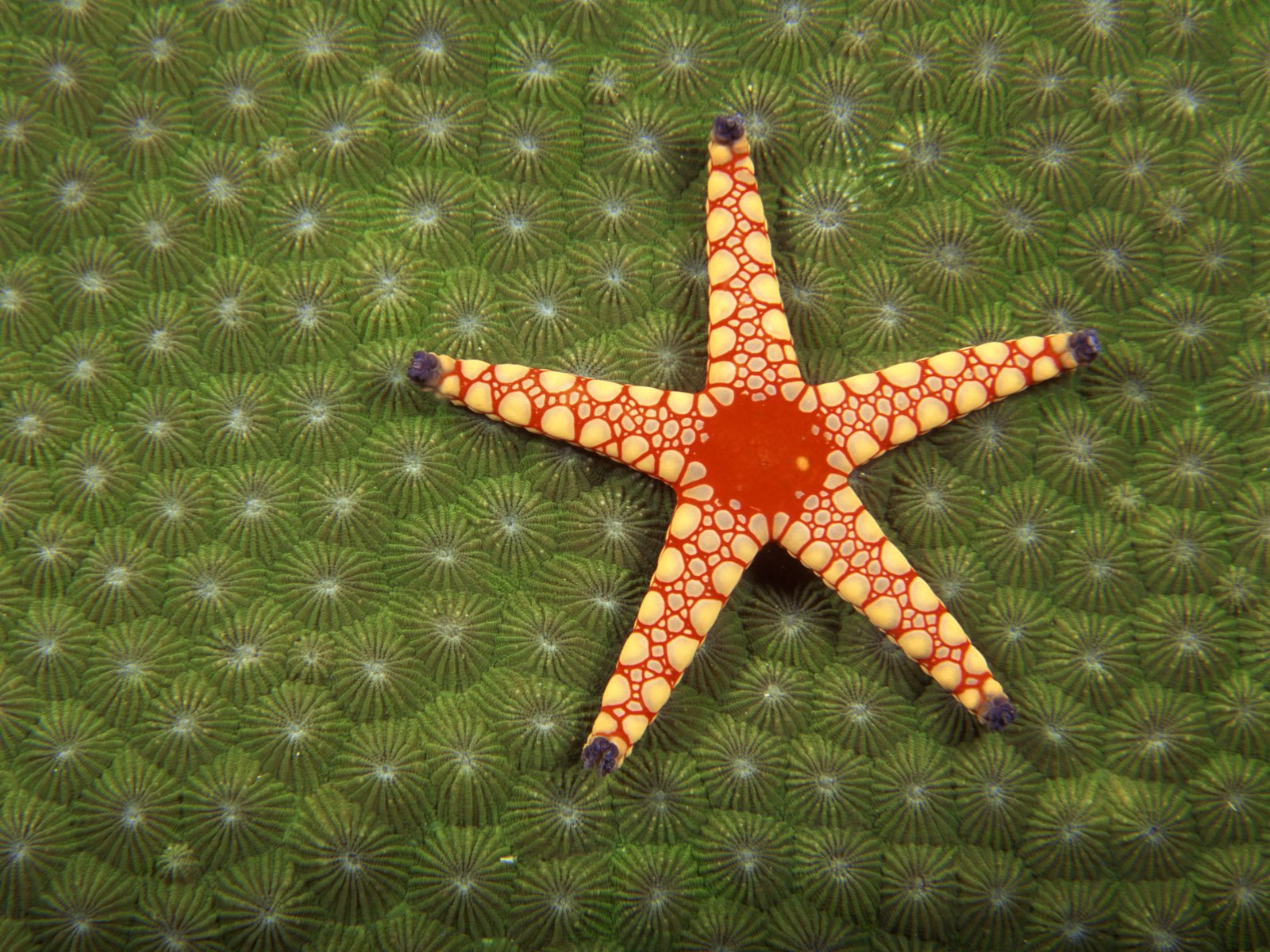 Starfish Wallpaper Underwater Desktop
