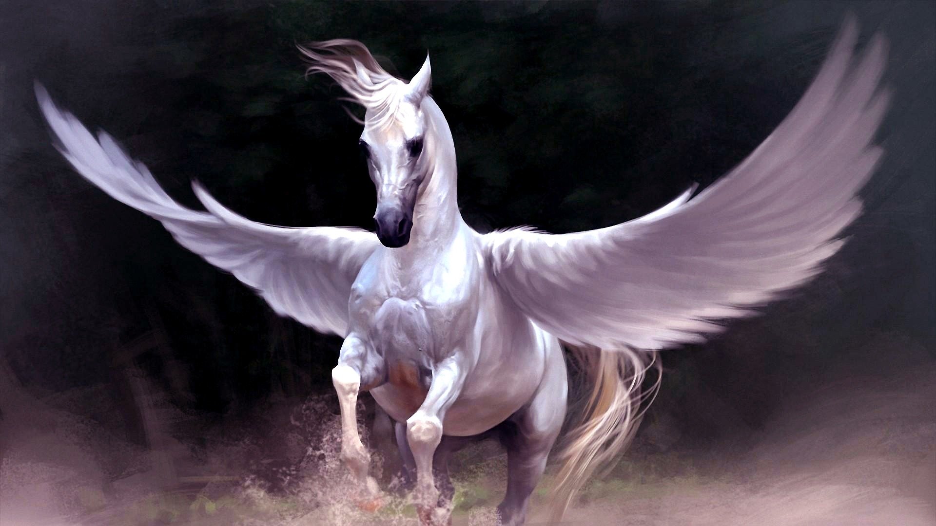 White Winged Horse HD Wallpaper Background Image