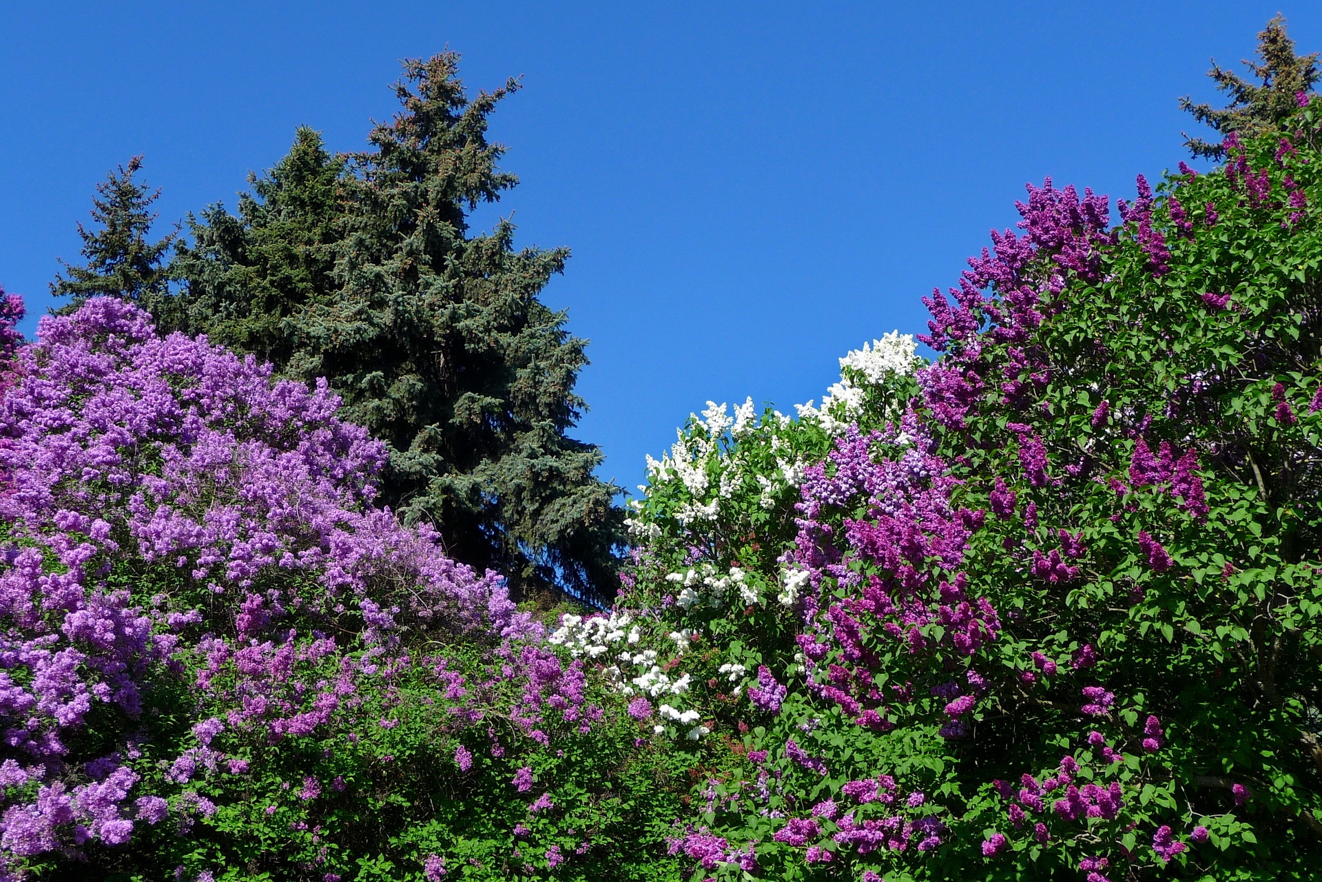 Download Wallpaper Lilacs Bloom Nature Spring Sky HD Background