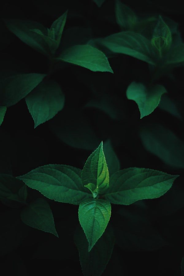 Leaves Pictures Image Thesis