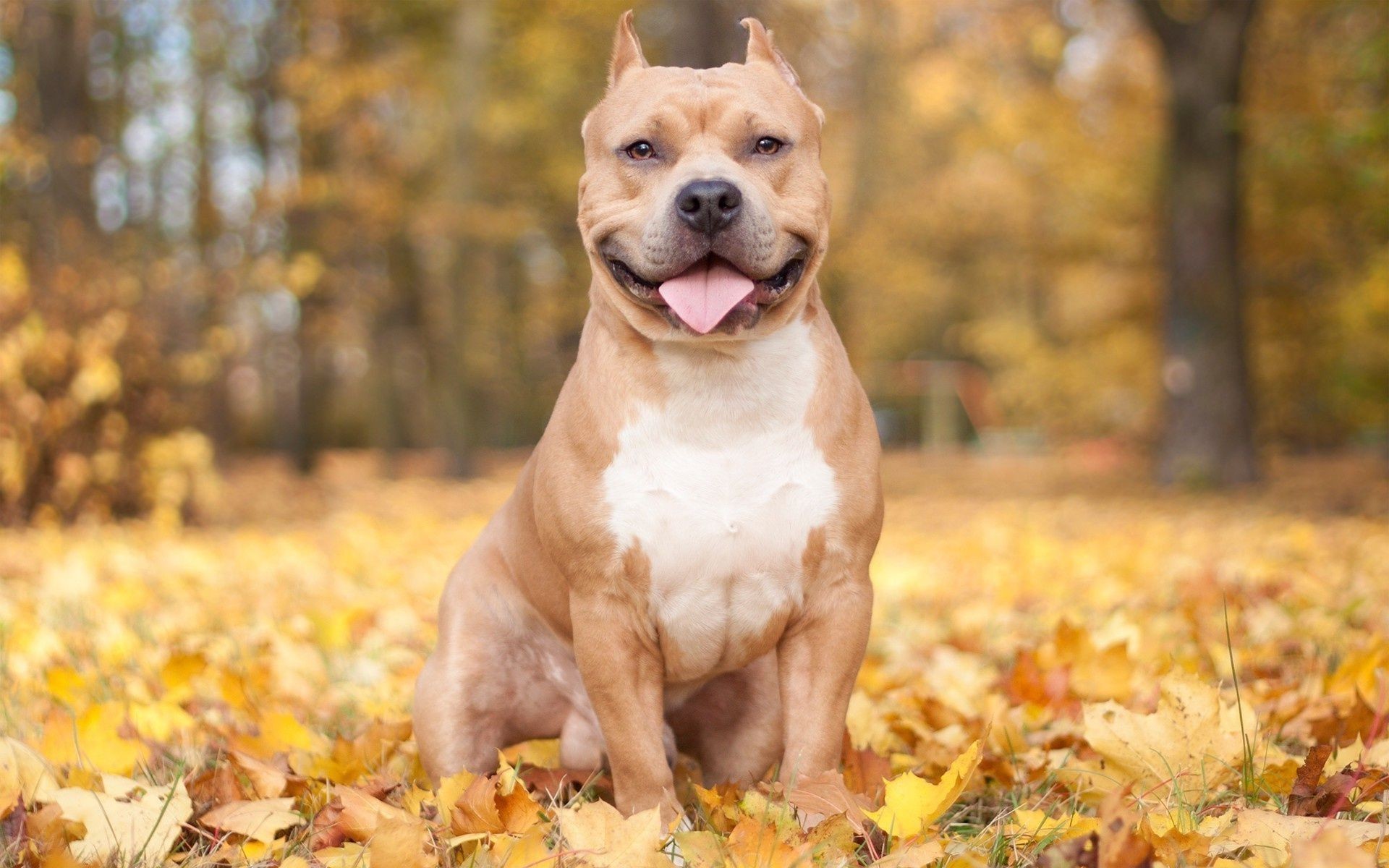 Free download Pittbull Wallpapers 52 images [1920x1200] for your