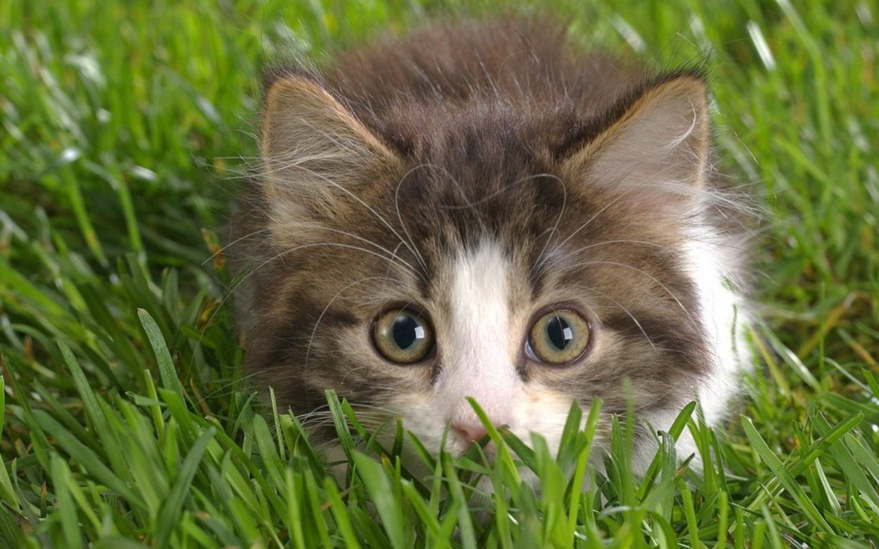 A cute kitten peeking through blades of grass