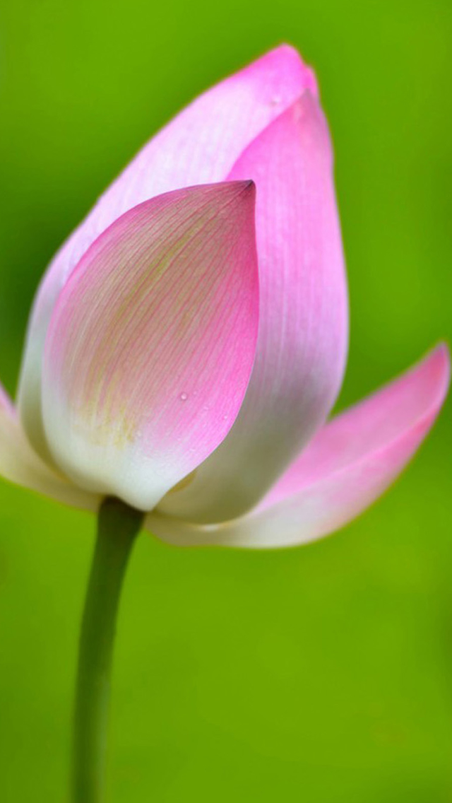 Lotus Flower Macro iPhone 5s Wallpaper