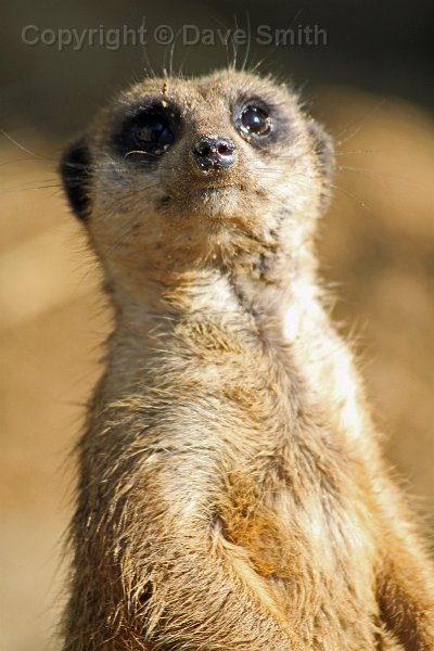 Image Meerkat Animals Pc Android iPhone And iPad Wallpaper