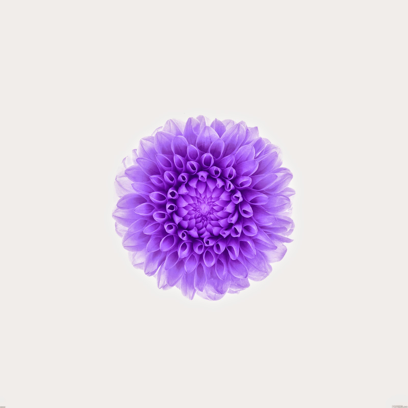 Ac95 Wallpaper Apple iPhone6 Plus Ios8 Flower Purple Jpg