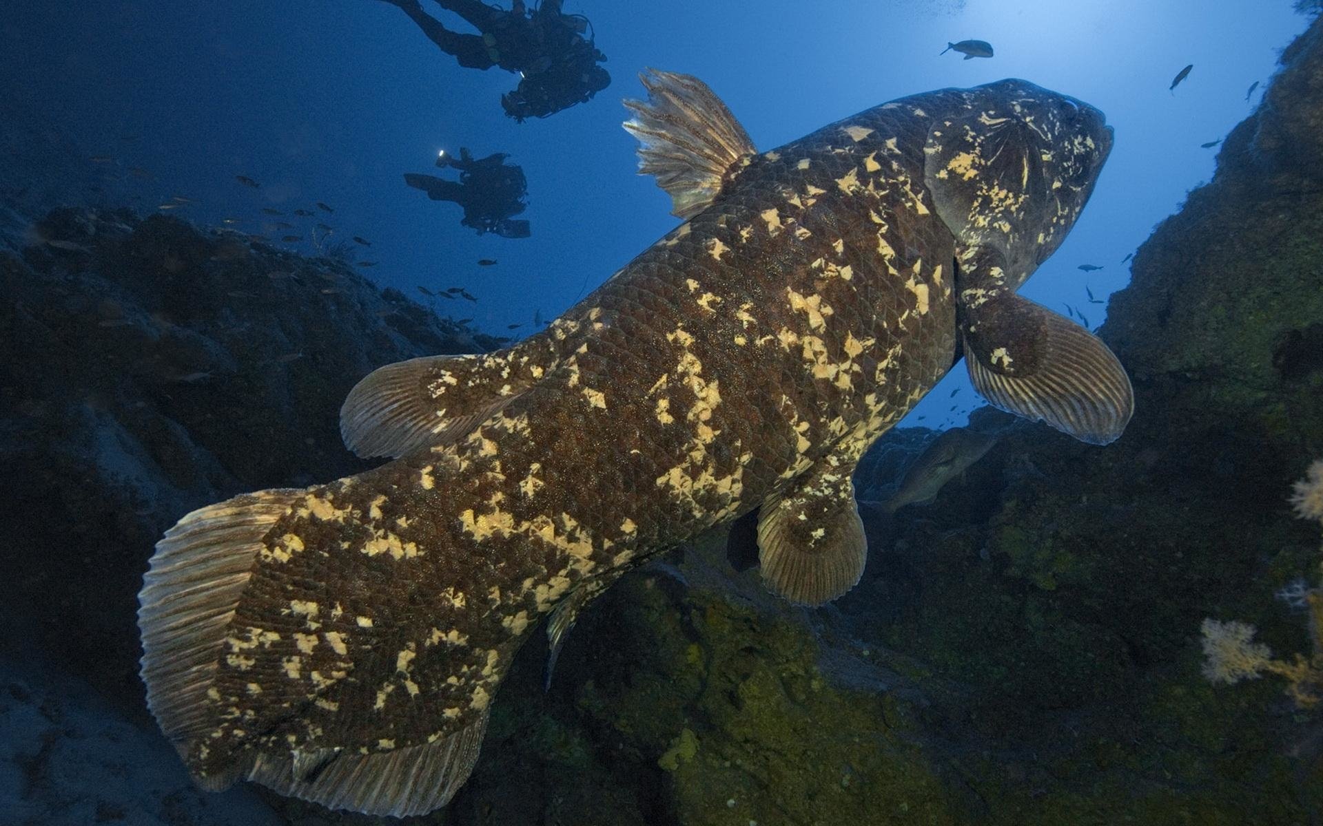 Coelacanth Fish HD Wallpaper Background Image Id