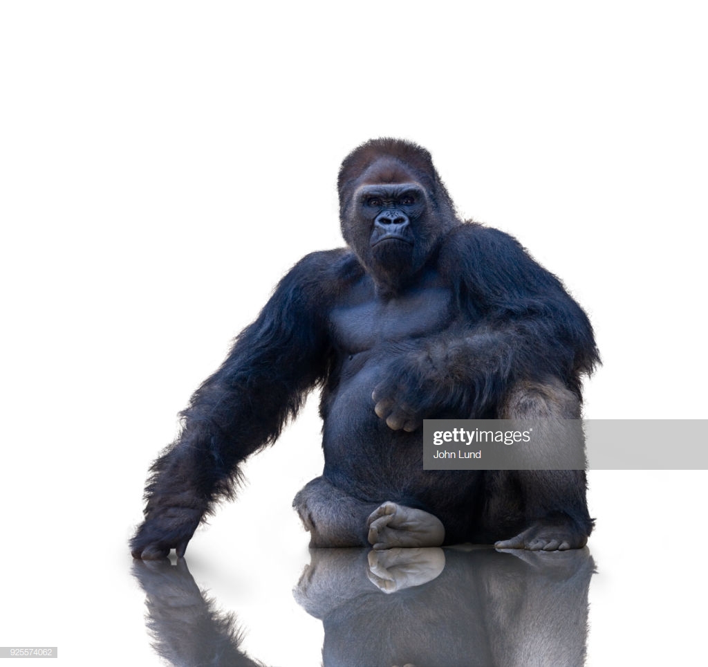 Intimidating Gorilla Sitting On A White Background High Res Stock